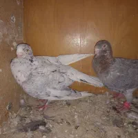 کبوتر سوری نر وماده