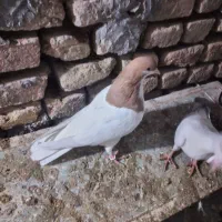 شصتی زرد ماده بی عیب