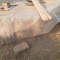 گاه بفروش می رسد|حیوانات مزرعه|شوط, |دیوار