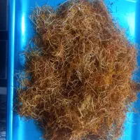 ریشه زعفران