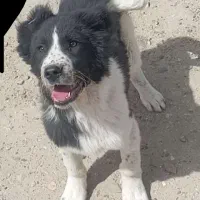 توله قدرجونی اصیل