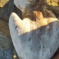 کبوتر|پرنده|بیلوار, |دیوار