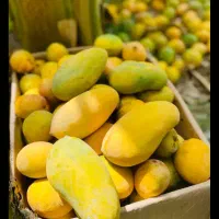 انبه