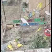 فروش مرغ عشق