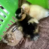 اردک و جوجه