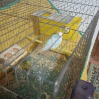 یک جفت مرغ عشق