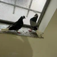 کلوتر پرشی و طوقی و دورگ