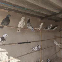 کبوتر خوب|پرنده|سمنان, |دیوار