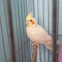 عروس هلندی ماده