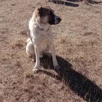 سگ سرابی نر|سگ|سراب, |دیوار