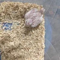 جوجه عروس هلندی|پرنده|شیراز, کوشک میدان|دیوار