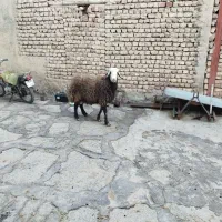 قوچ جوان|حیوانات مزرعه|کنگاور, |دیوار