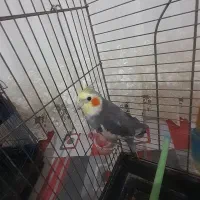 عروس هلندی.خاکستری