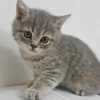 گربه اسکاتیش