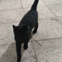 گربه / گربه سیاه / گربه خانگی|گربه|تویسرکان, |دیوار