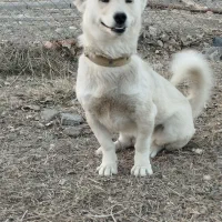 فروش سگ|سگ|اردبیل, |دیوار