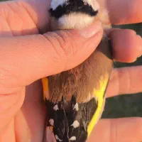 سهره چانه سفید|پرنده|رشت, جهاد|دیوار