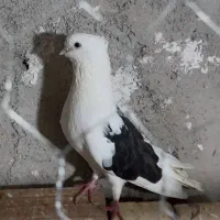 کبوتر دوکت پشدار