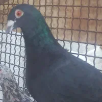 کبوترپنج عددتبعیدی|پرنده|شیراز, حومه شیراز|دیوار