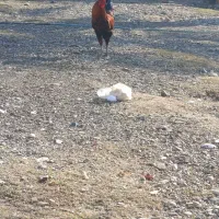 یک عدد خروس