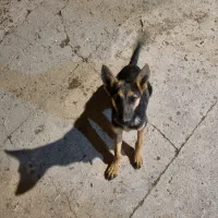 سگ ژرمن|سگ|بیستون, |دیوار