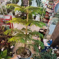 گل آپارتمانی کاج مطبق مطبخ مطبغ پتوس آگلونما دیفن|گل و گیاه طبیعی|قم, نیروگاه|دیوار