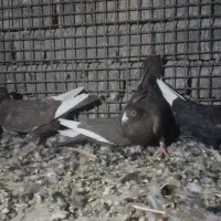 کبوترقره شاخ دارو رنگی|پرنده|سپیدان, |دیوار