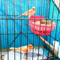 جفت قناری موزاییکی اورجینال باتخم