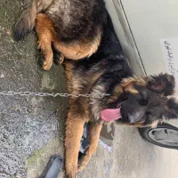 حیوان خانگی