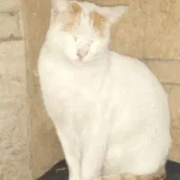 گربه‌پیدا شده‌حداقل ۸ماه‌اینجا هست چند‌بارگذاشتم‌