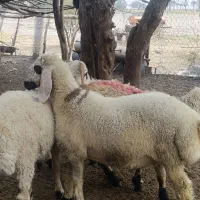 ۴راس نر