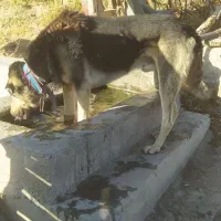 واگذاری سگ عراقی ۳ ساله موقعیت خلخال|سگ|خلخال, |دیوار