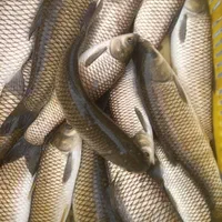 بچه ماهیان گرم ابی|ماهی|کرمان, |دیوار