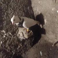 کبوتر پرشی|حیوانات|نیشابور, دربقاضی|دیوار