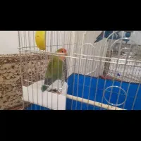 طوطی برزیلی رام و دستی|پرنده|سنندج, |دیوار