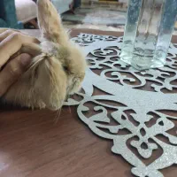 خرگوش مینیاتوری|موش و خرگوش|مشهد, تربیت (صدف)|دیوار