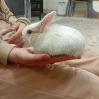 خرگوش ماده بازیگوش وشیرین