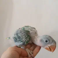 جوجه شاه طوطی