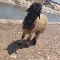 کوه نر