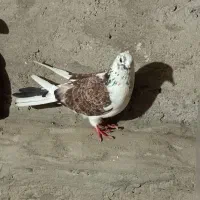 دو عدد کفتر خوب|پرنده|پارسآباد, |دیوار