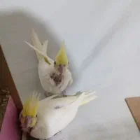 جوجه عروس هلندی|پرنده|مشهد, شهید قربانی|دیوار