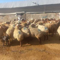 (۵۰ راس میش و بره افشاری مهربانی)