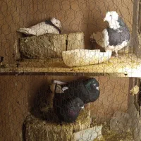 دوجفت کبوتر