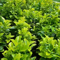 شمشاد .طلایی.سبز|خدمات باغبانی و درختکاری|رشت, بلوار گیلان|دیوار