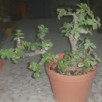 گل و گیاه|گل و گیاه طبیعی|چهاردانگه (تهران), |دیوار