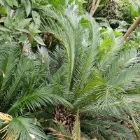 فروش سیکاس رامسر|گل و گیاه طبیعی|رامسر, |دیوار