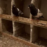 ۵ جفت کبوتر با  جوجه آس