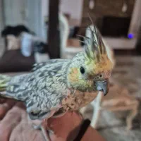 عروس هلندی ماده|پرنده|دوگنبدان, |دیوار