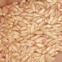 فروشنده گندم