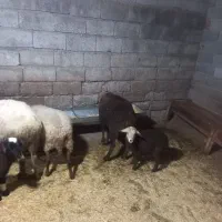 گوسفندشیرکرآبستن|حیوانات مزرعه|دابودشت, |دیوار